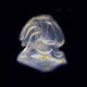 When in the larval stage, Schizocardium californicum is nothing more than a floating head. (Image: Paul Gonzalez and Chris Patton, Hopkins Marine Station)